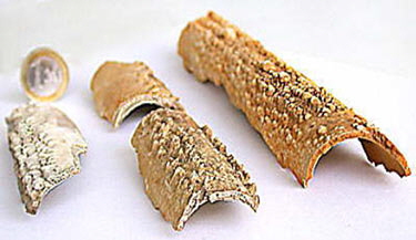 Abgel&ouml;ste Verkrustungen